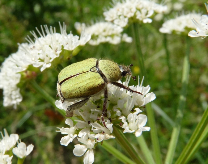 Oplia caerulea? No, Oplia cf. pubicollis